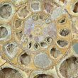 Cut & Polished Perisphinctes Ammonite - Madagascar #51250-1